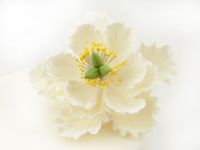 Feinzucker Blüte Peony white